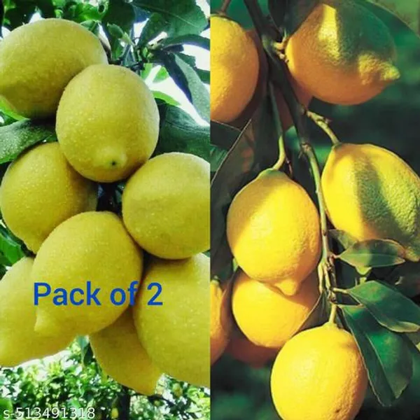 All_time_Seedless_Lemon_Plant_(pack_of_1)