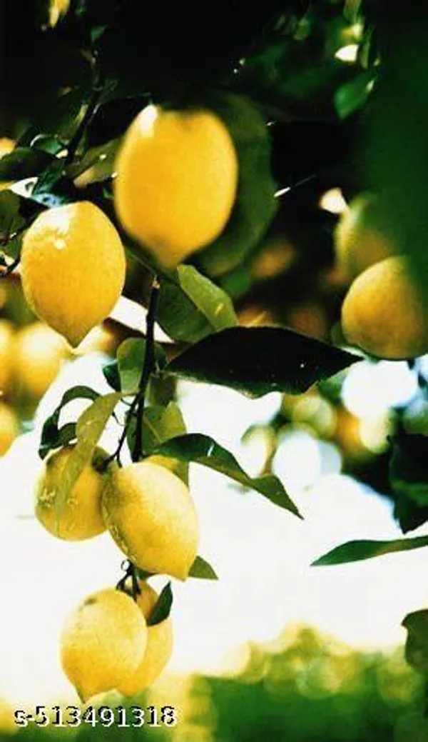 All_time_Seedless_Lemon_Plant_(pack_of_1)