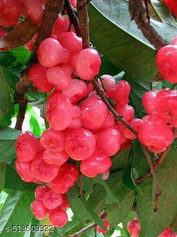 Red_Water_apple_Fruit_plant_(Grafted_pack_of_1)