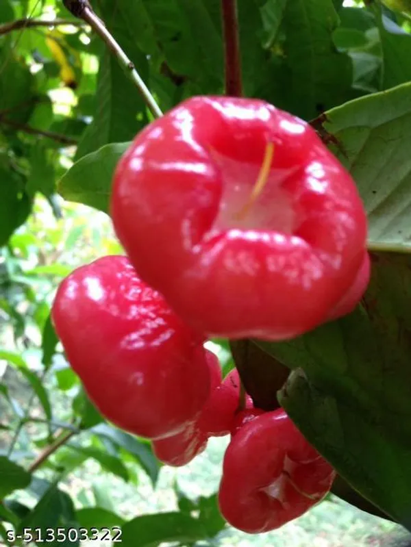Red_Water_apple_Fruit_plant_(Grafted_pack_of_1)