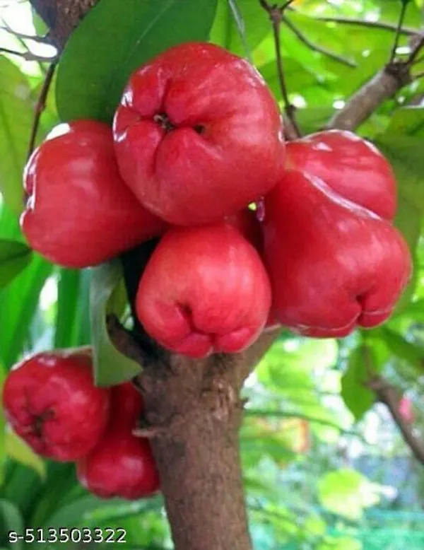 Red_Water_apple_Fruit_plant_(Grafted_pack_of_1)
