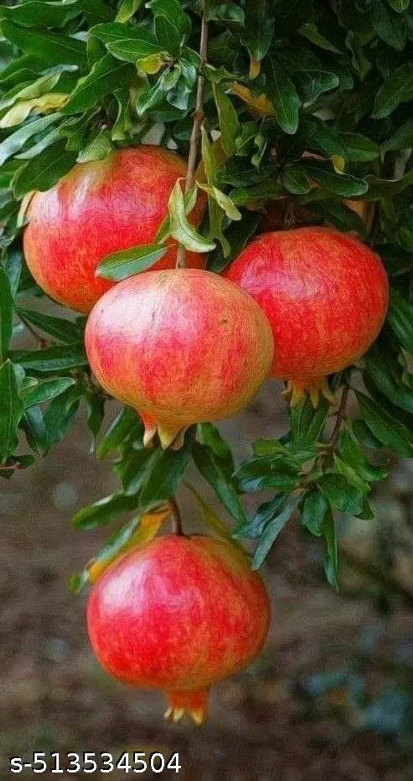 Pomegranate_Fruit_plant/Bedana_Fruit_plant