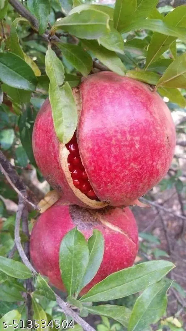 Pomegranate_Fruit_plant/Bedana_Fruit_plant