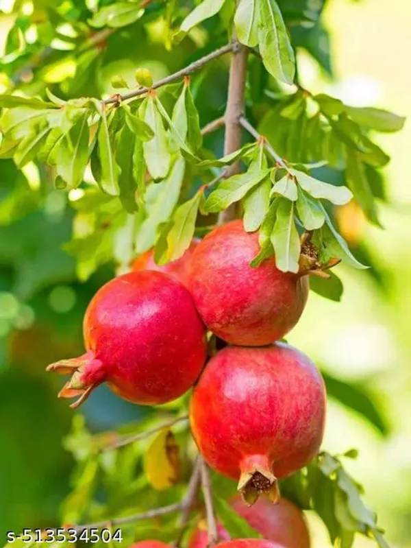Pomegranate_Fruit_plant/Bedana_Fruit_plant