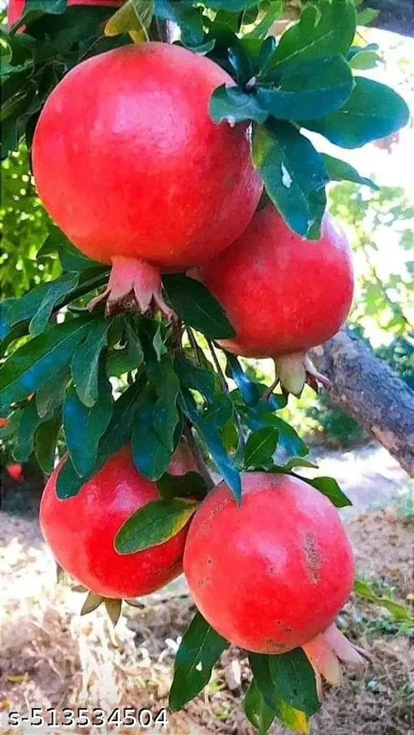 Pomegranate_Fruit_plant/Bedana_Fruit_plant