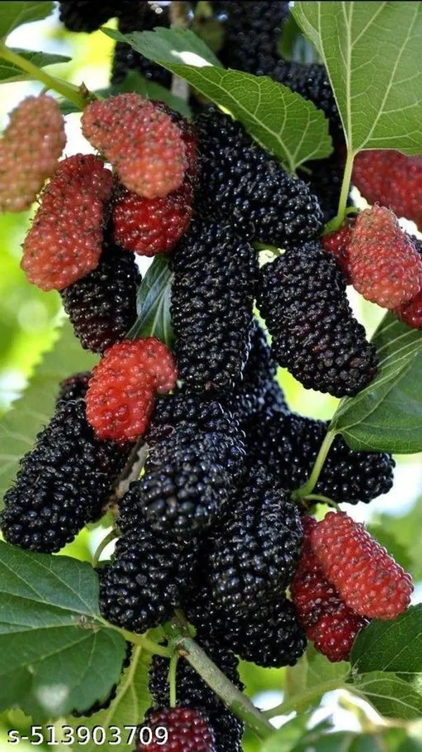 Mulberry_Fruit_plant_(Grafted_pack_of_1)