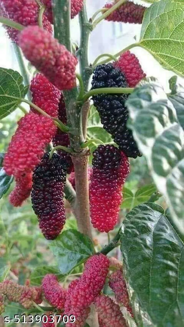Mulberry_Fruit_plant_(Grafted_pack_of_1)