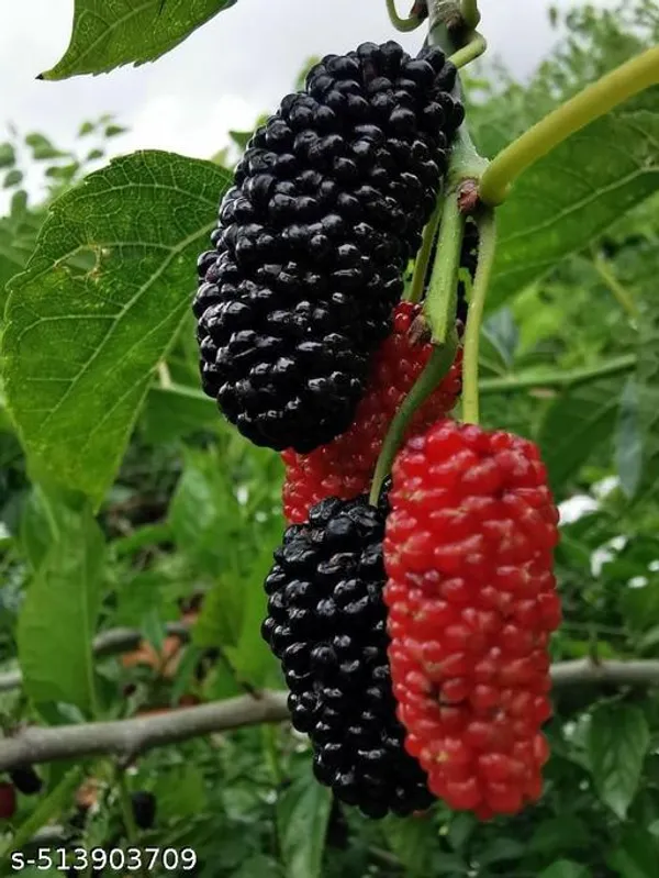 Mulberry_Fruit_plant_(Grafted_pack_of_1)