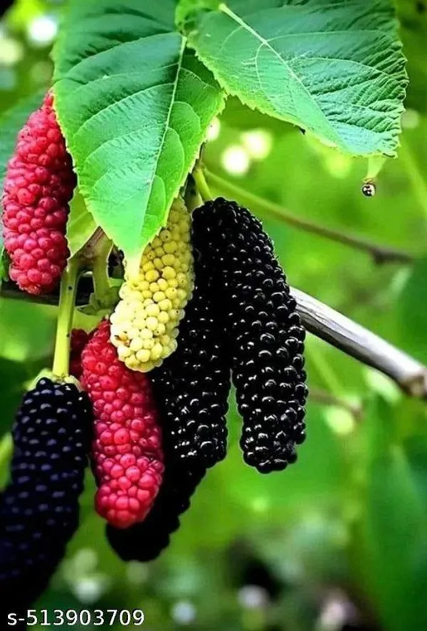 Mulberry_Fruit_plant_(Grafted_pack_of_1)