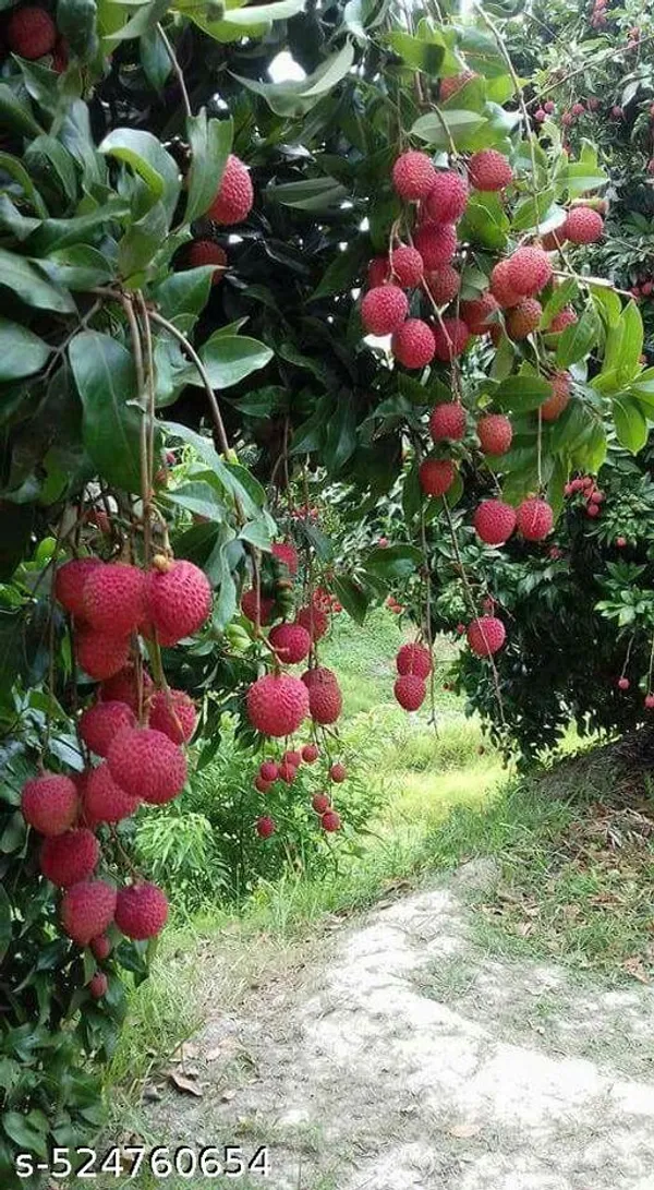 Litchi_Fruit_plant