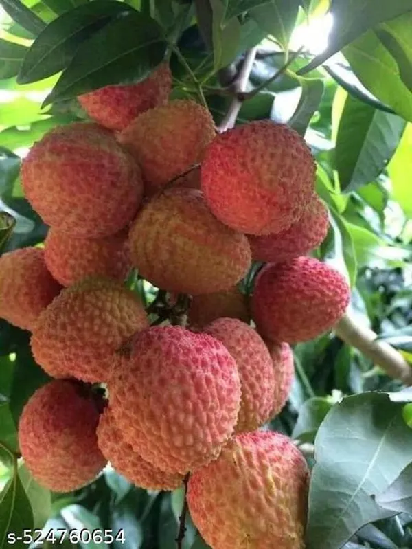 Litchi_Fruit_plant