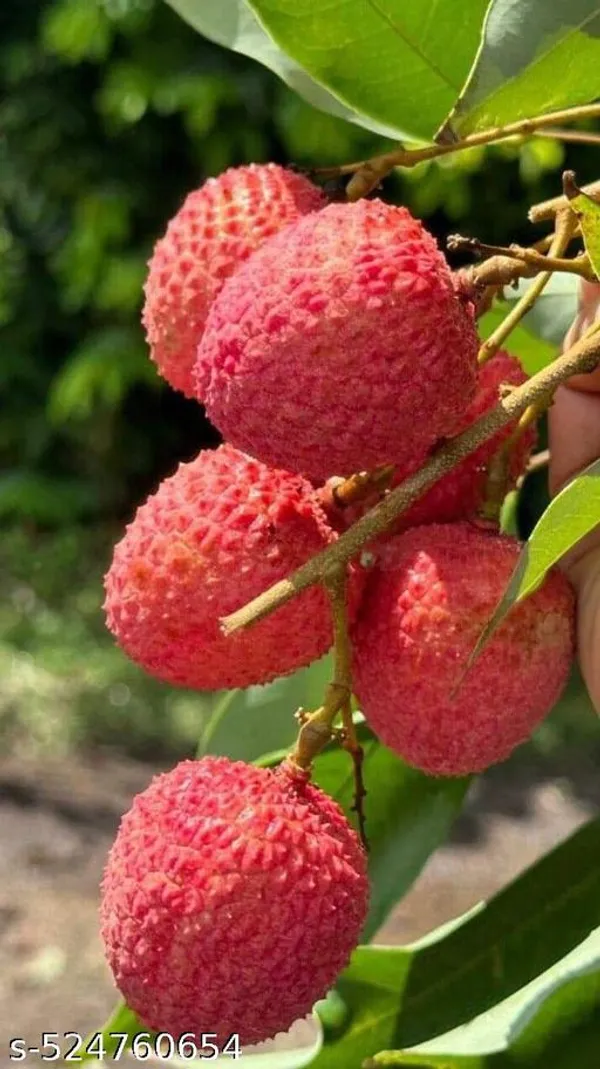 Litchi_Fruit_plant
