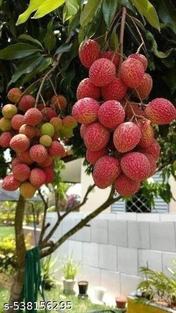 Litchi_Fruit_plant_(Grafted_pack_of_1)