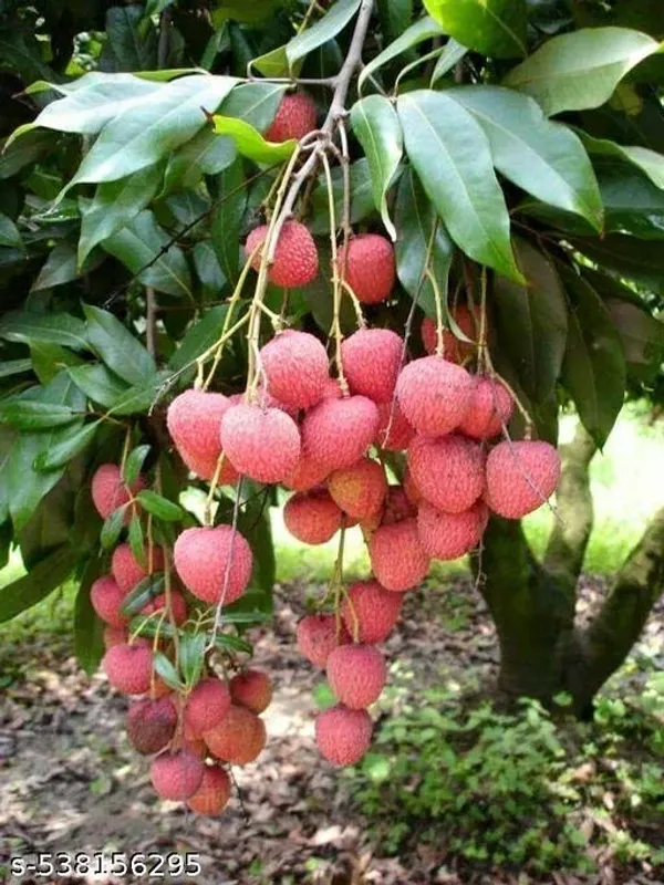 Litchi_Fruit_plant_(Grafted_pack_of_1)