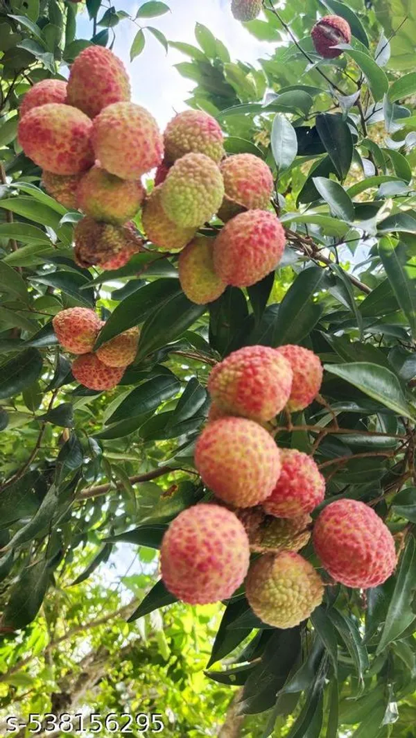 Litchi_Fruit_plant_(Grafted_pack_of_1)