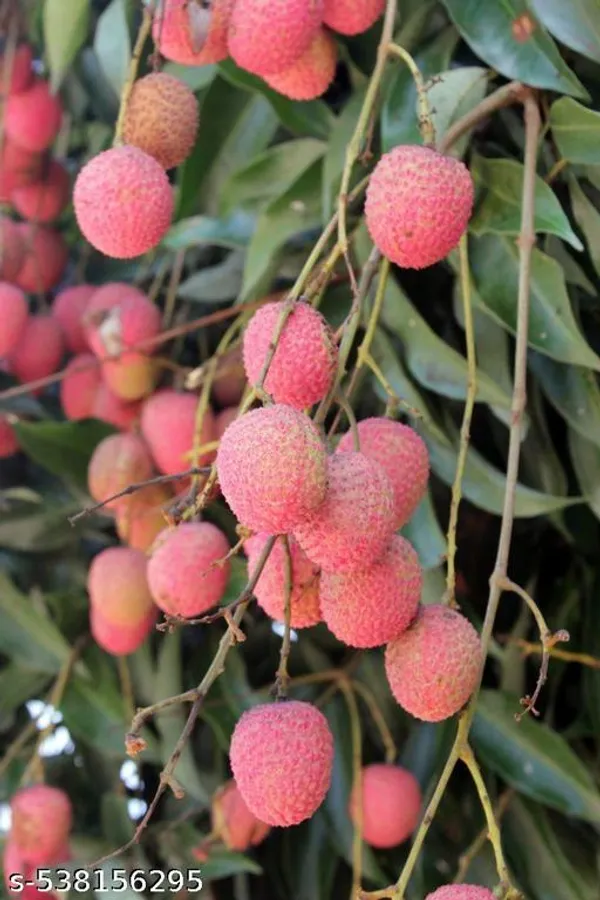 Litchi_Fruit_plant_(Grafted_pack_of_1)