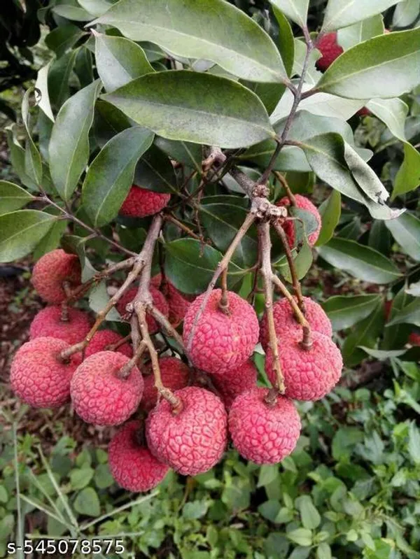 Litchi_Fruit_plant_(Grafted_pack_of_1)