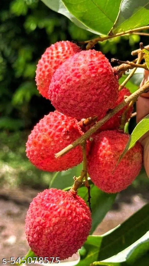 Litchi_Fruit_plant_(Grafted_pack_of_1)