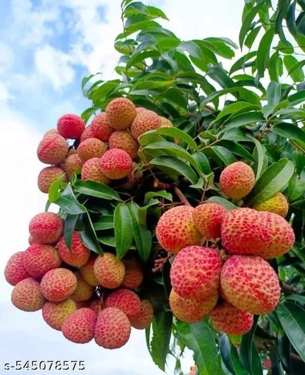 Litchi_Fruit_plant_(Grafted_pack_of_1)