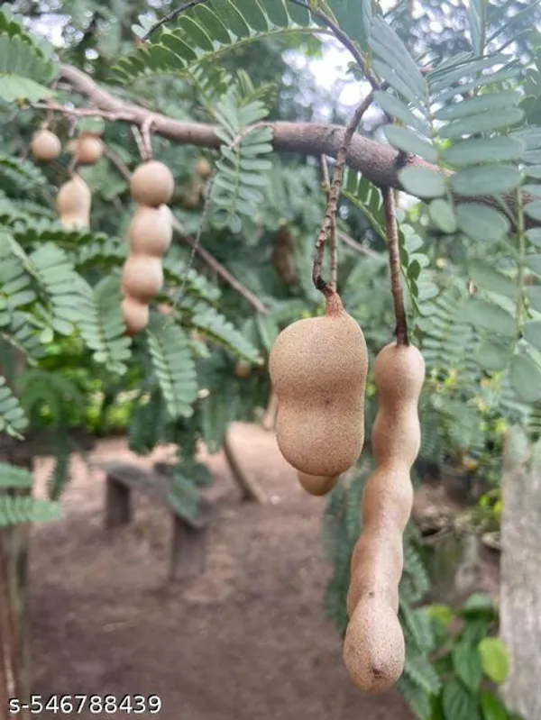 Tamarindus_fruit_plant(Grafted_pack_of_1)