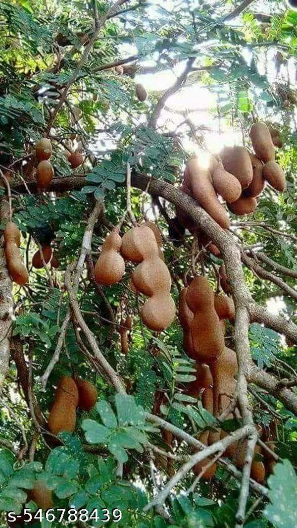 Tamarindus_fruit_plant(Grafted_pack_of_1)