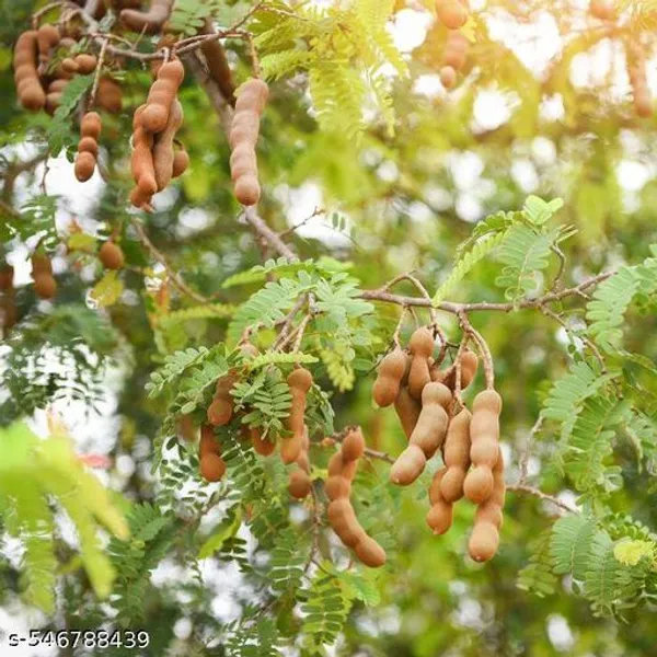 Tamarindus_fruit_plant(Grafted_pack_of_1)
