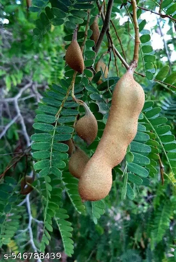 Tamarindus_fruit_plant(Grafted_pack_of_1)