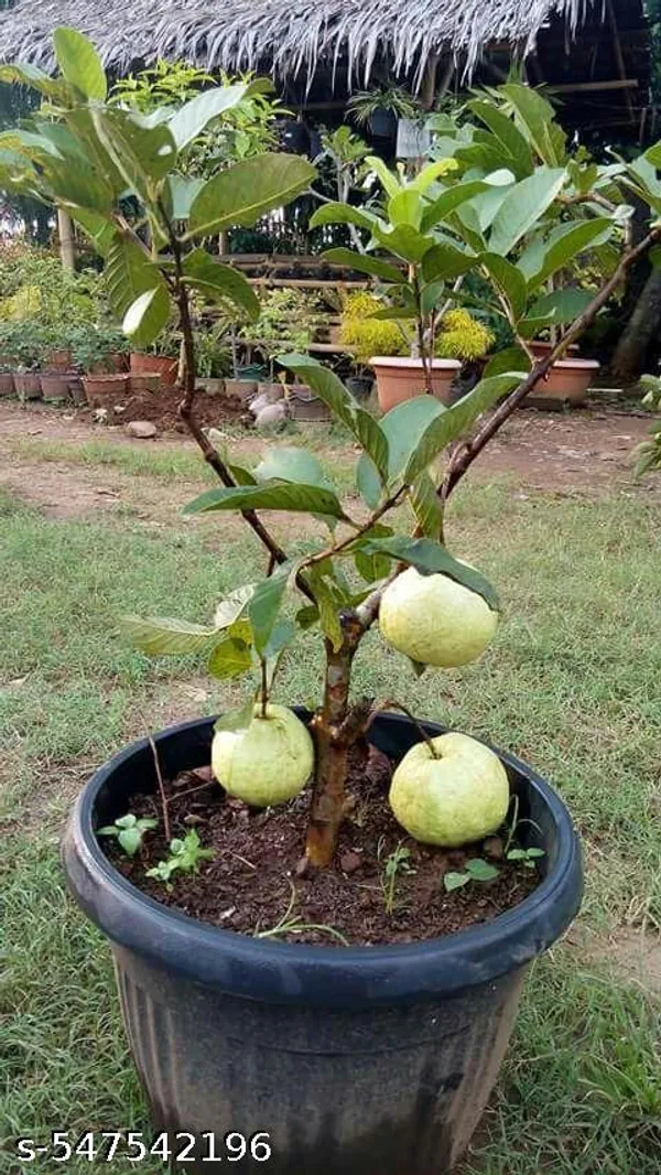 Guava_Fruit_plant_(grafted_pack_of_1)