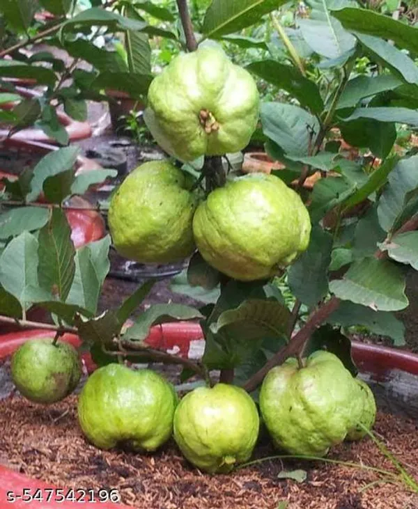 Guava_Fruit_plant_(grafted_pack_of_1)
