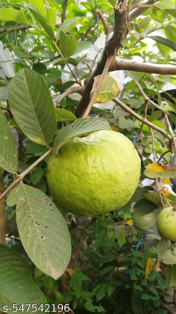 Guava_Fruit_plant_(grafted_pack_of_1)
