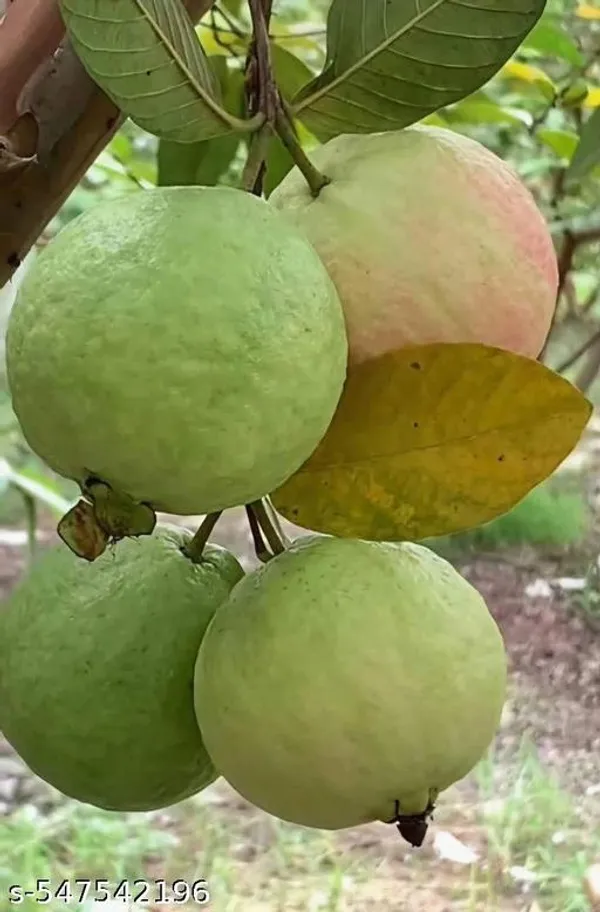Guava_Fruit_plant_(grafted_pack_of_1)