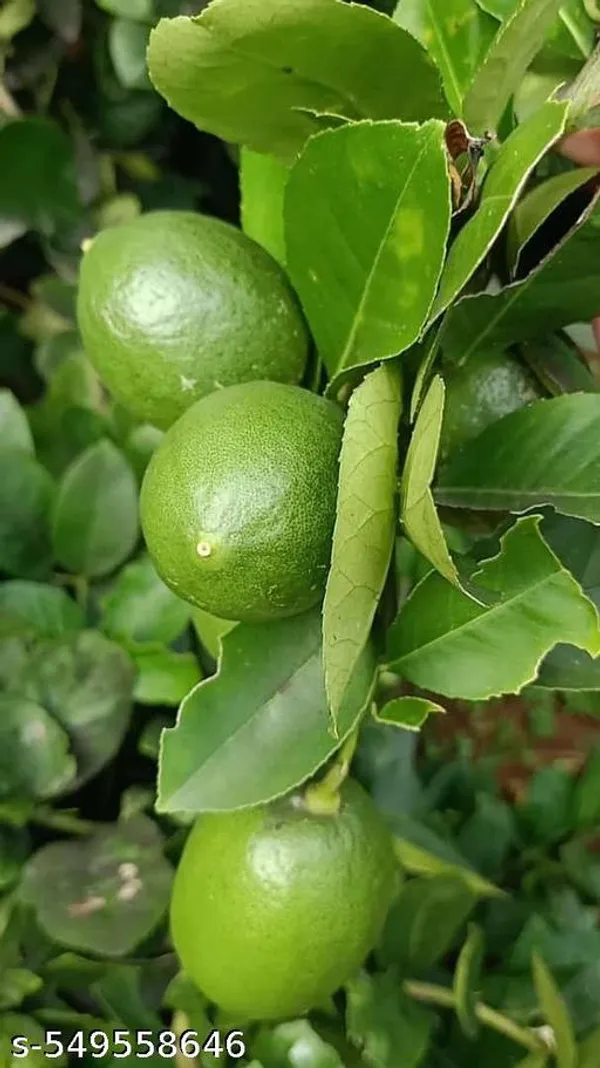 Lemon_tree_(Grafted_pack_of_1)