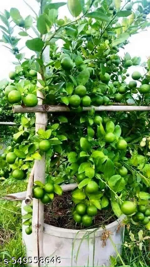Lemon_tree_(Grafted_pack_of_1)