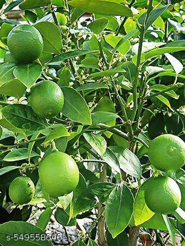 Lemon_tree_(Grafted_pack_of_1)