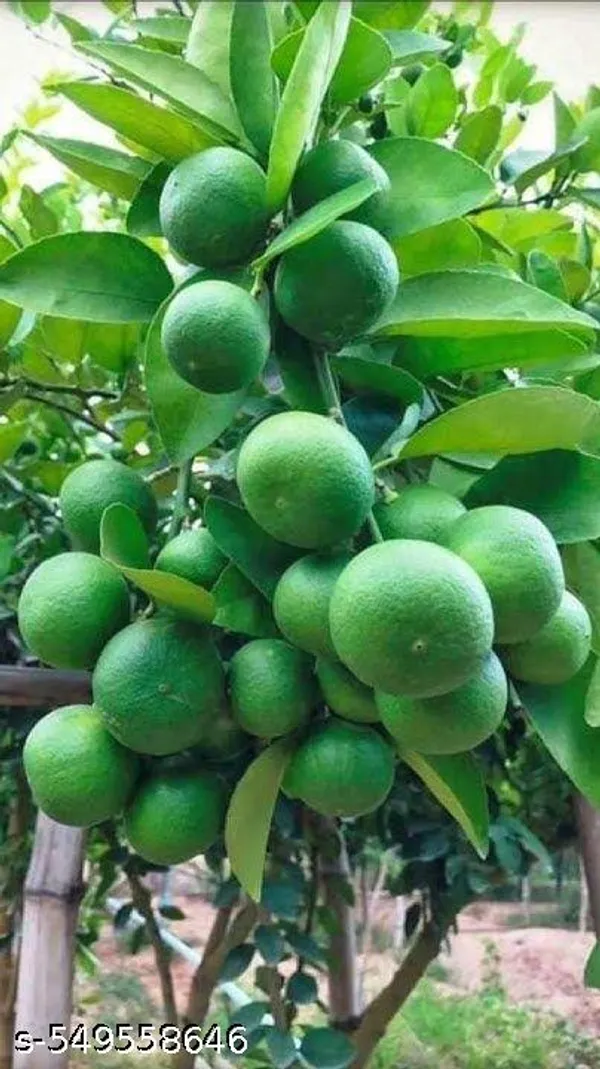 Lemon_tree_(Grafted_pack_of_1)