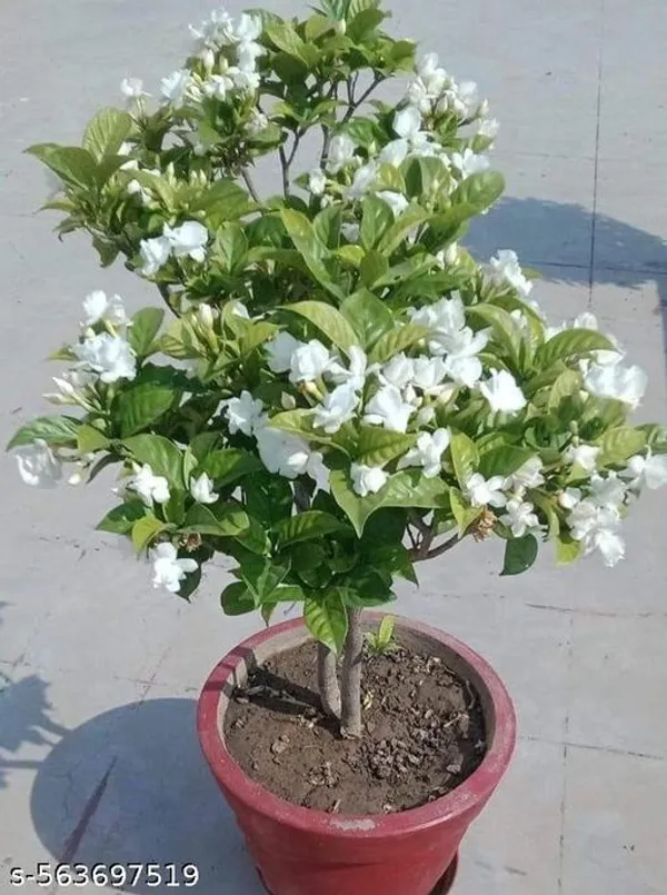 Jasmin_Flower_plant_(Hybrid_pack_of_1)