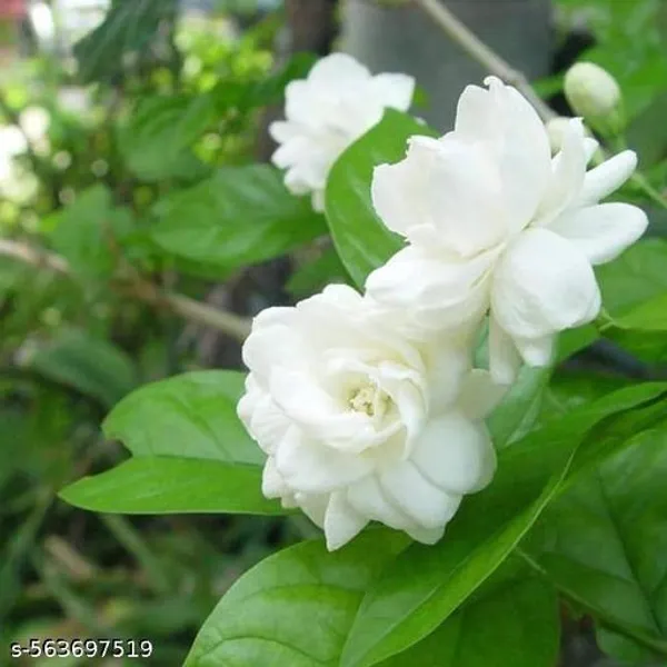 Jasmin_Flower_plant_(Hybrid_pack_of_1)