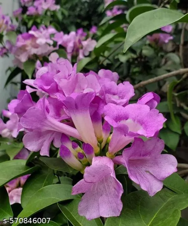 Garlic_vina_Flower_plant_(hybrid_pack_of_1)