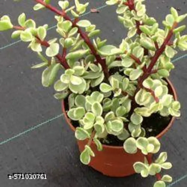 Crassula_plant_hybrid_pack_of_1_(indoor_plants)