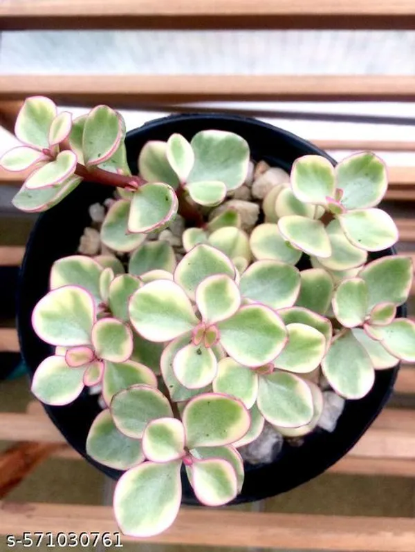 Crassula_plant_hybrid_pack_of_1_(indoor_plants)