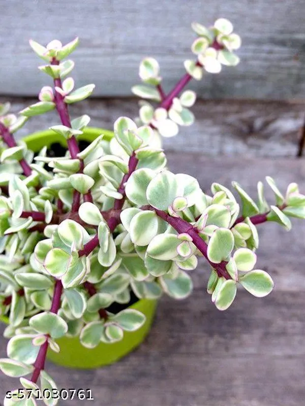 Crassula_plant_hybrid_pack_of_1_(indoor_plants)