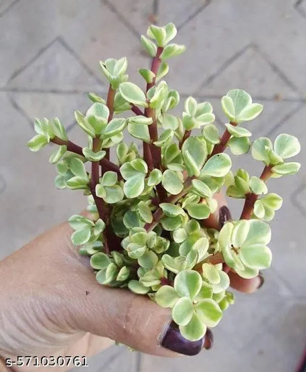 Crassula_plant_hybrid_pack_of_1_(indoor_plants)