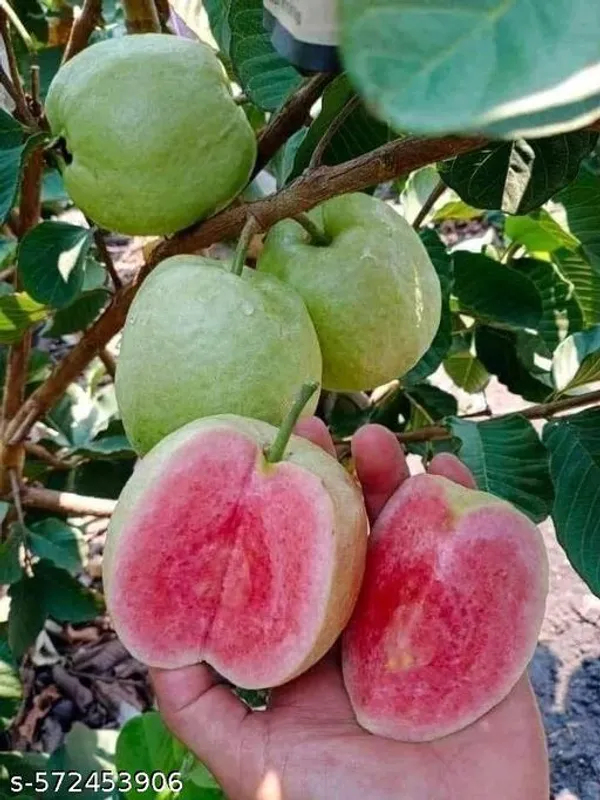 Guava_Fruit_plant_Red(Grafted_pack_of_1)