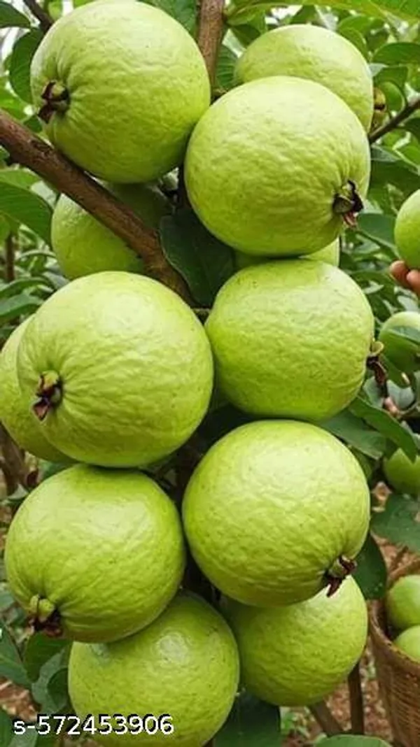 Guava_Fruit_plant_Red(Grafted_pack_of_1)