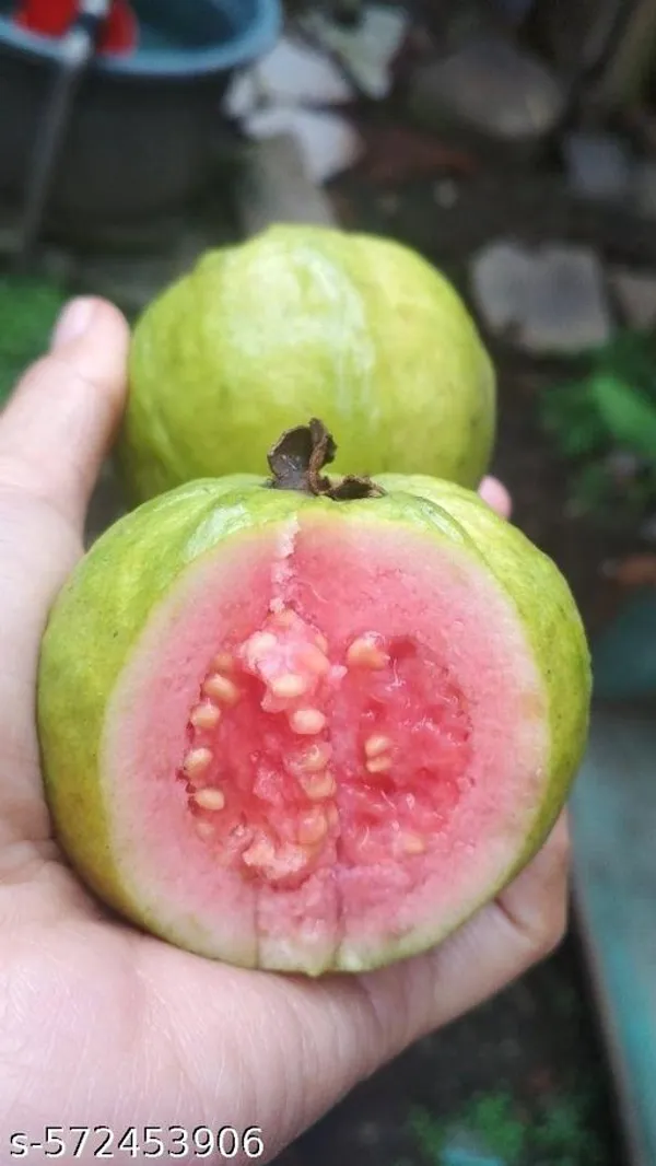 Guava_Fruit_plant_Red(Grafted_pack_of_1)