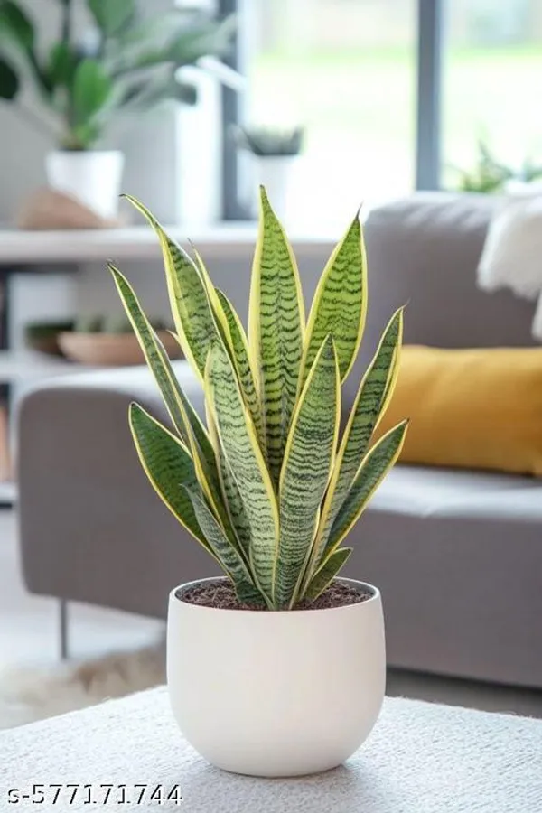 Snake_plant_(Indoor_plant)