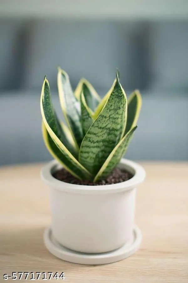 Snake_plant_(Indoor_plant)