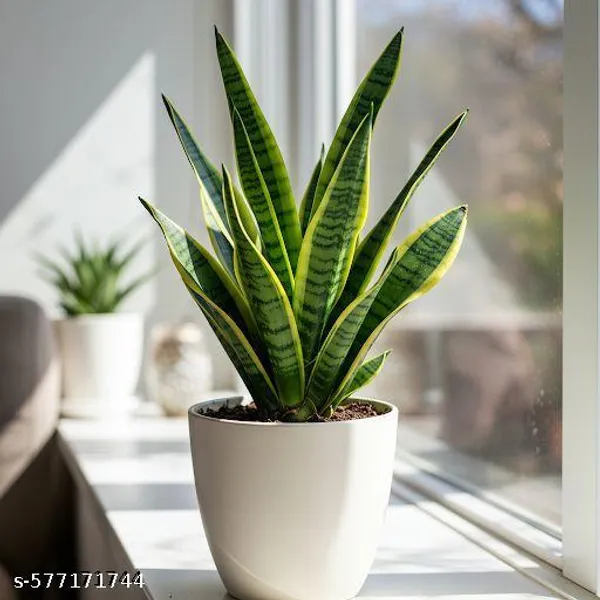 Snake_plant_(Indoor_plant)