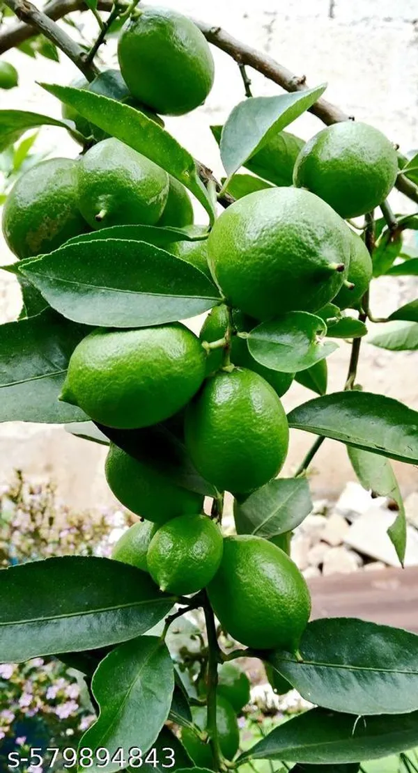 Lemon_plant_(grafted_pack_of_1)