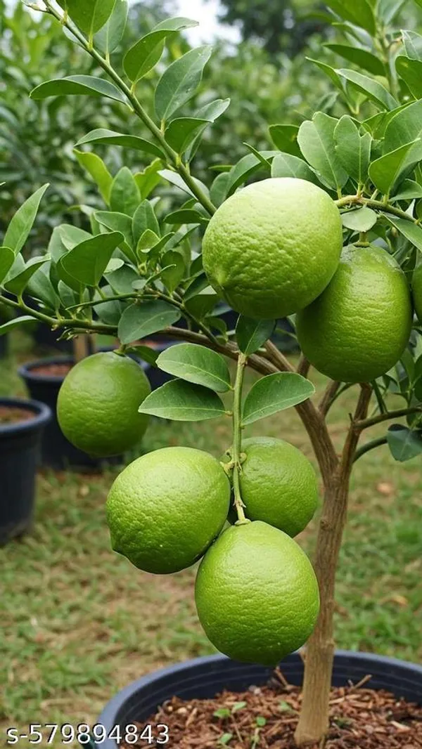 Lemon_plant_(grafted_pack_of_1)